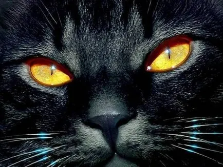 Черните котки (18 красиви снимки)