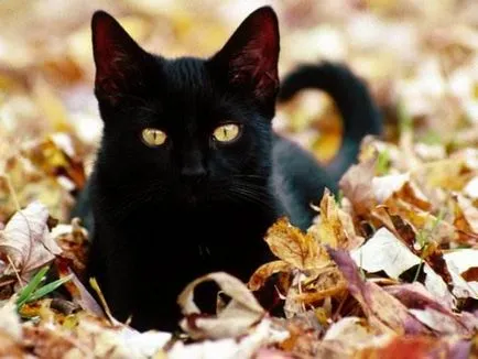 Черните котки (18 красиви снимки)