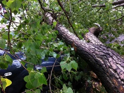 Какво трябва да направя, ако дървото на колата падна (падна) Какво става, ако едно дърво падна върху колата