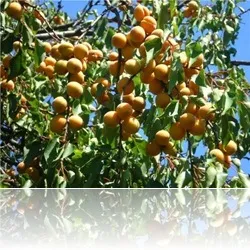 Какво е кайсия