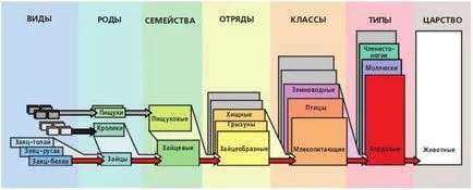 Какво означава класификацията на думата