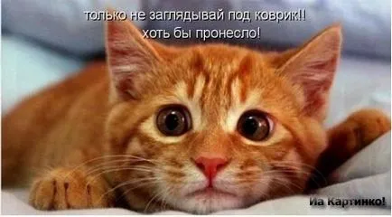 Смешни снимки за животни котки (65 снимки) - смешни картинки и хумор