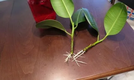 Възпроизвеждането на Ficus изрезки - вкореняване правила във видео на водите и почвите