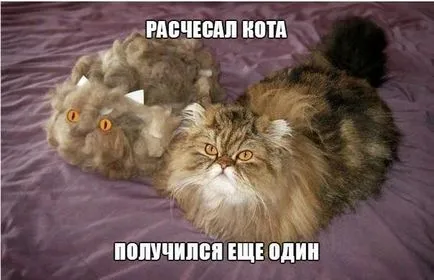 Смешни снимки за животни котки (65 снимки) - смешни картинки и хумор