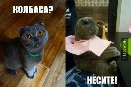 Смешни снимки за животни котки (65 снимки) - смешни картинки и хумор