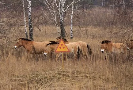 Припят днес