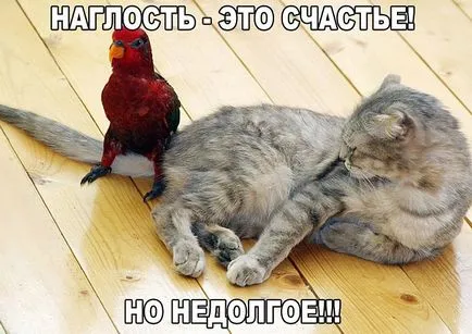 Смешни снимки за животни котки (65 снимки) - смешни картинки и хумор