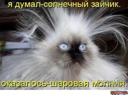 Смешни снимки за животни котки (65 снимки) - смешни картинки и хумор