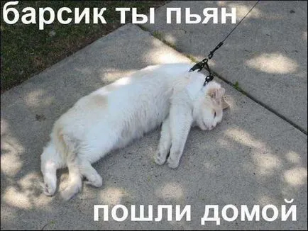 Смешни снимки за животни котки (65 снимки) - смешни картинки и хумор