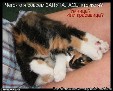Смешни снимки за животни котки (65 снимки) - смешни картинки и хумор