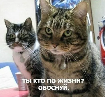 Смешни снимки за животни котки (65 снимки) - смешни картинки и хумор