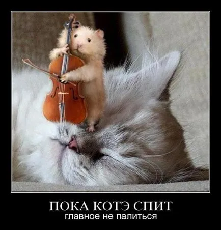 Смешни снимки за животни котки (65 снимки) - смешни картинки и хумор