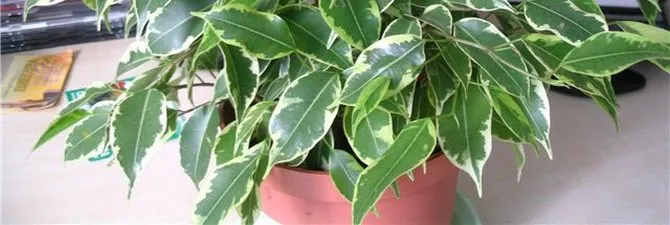 Възпроизвеждането на Ficus изрезки - вкореняване правила във видео на водите и почвите