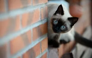 Ciamskaya котка
