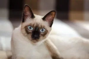 Ciamskaya котка