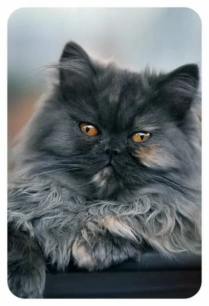 Цитати за котки