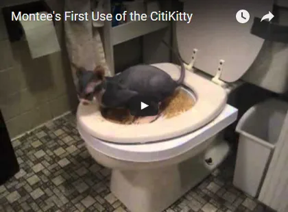 Citikitty - настроен да привикнат котката до тоалетната от 600 рубли