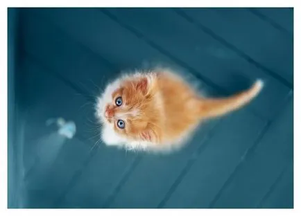 Цитати за котки