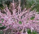 Цветя снимки делта-Даунинг Diascia и отглеждане от семена, засаждане и грижи