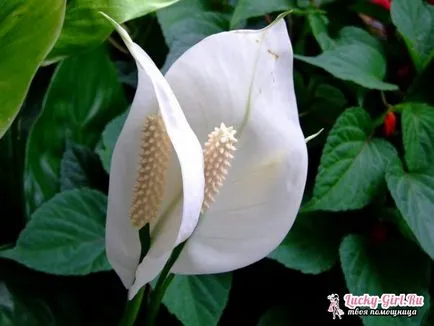 щастие Flower като женствен грижи (женски) Цвете женски щастие как да се грижим