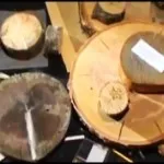 Дендрохронология е метод за датиране на определяне на дървото - търсенето на истината