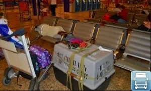 Сподели опит кучета транспорт в самолет, това е голям проблем