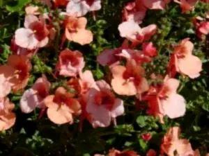 Diascia засаждане и грижи на открито земята семена размножаване