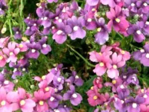 Diascia засаждане и грижи на открито земята семена размножаване