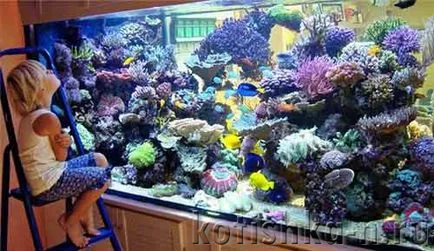 аквариум със собствен дизайн ръце - 40 различни опции