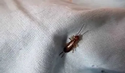 Diplura дома, отколкото опасно, как да се отървете