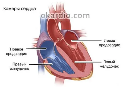 Beats него, причини, симптоми, диагностика и лечение