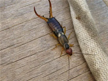 Diplura дома, отколкото опасно, как да се отървете