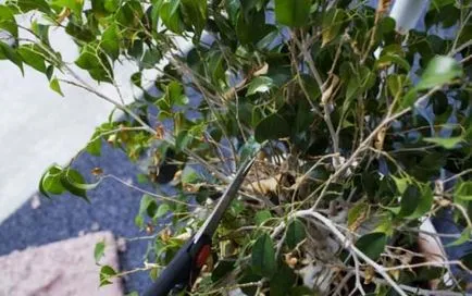 формация Ficus benjamina на стволови и корона в къщи, снимки, видео