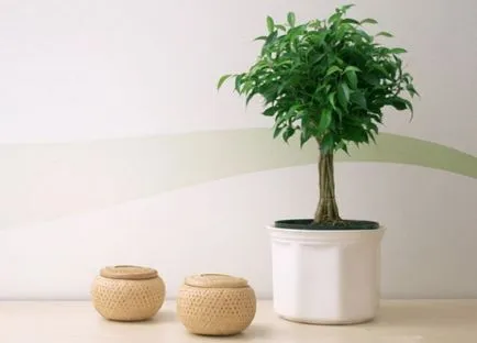 формация Ficus benjamina на стволови и корона в къщи, снимки, видео
