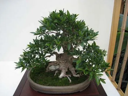 формация Ficus benjamina на стволови и корона в къщи, снимки, видео