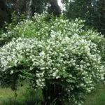 Образуване на benjamina подстригване корона Ficus и топинг у дома