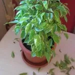 Образуване на benjamina подстригване корона Ficus и топинг у дома