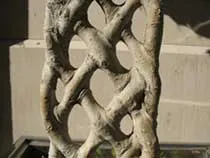Образуване и подрязване Ficus - стайни растения и цветя