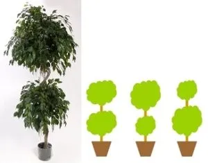 Образуване на benjamina подстригване корона Ficus и топинг у дома