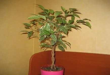 Образуване на benjamina подстригване корона Ficus и топинг у дома