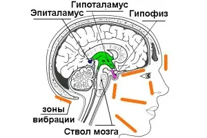 Хипофизни хормони и техния ефект върху тялото