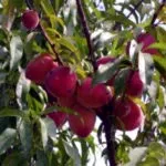 Омайниче Quellyon засаждане и грижи за отглеждане на семена (чилийски) Омайниче Quellyon засаждане и грижи за отглеждане на семена от