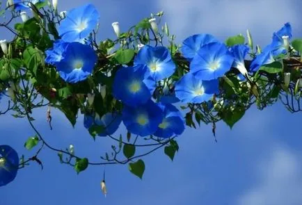 Morning Glory засаждане и грижи в открито поле (Morning Glory) Morning Glory засаждане и грижи в открито поле