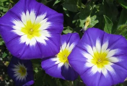Morning Glory засаждане и грижи в открито поле (на открито) Morning Glory засаждане и грижи в открито поле