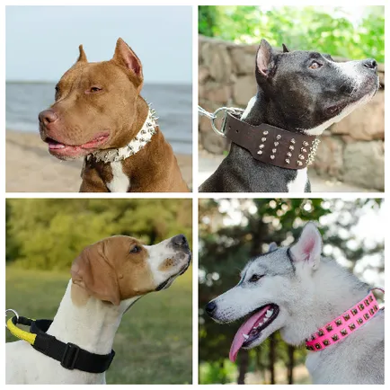 Пазарувайте онлайн fordogtrainers