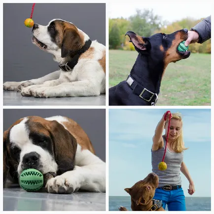 Пазарувайте онлайн fordogtrainers