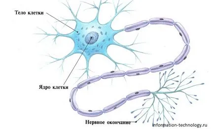 Какво е в човешкото тяло (три вида) Какво е човешкото тяло