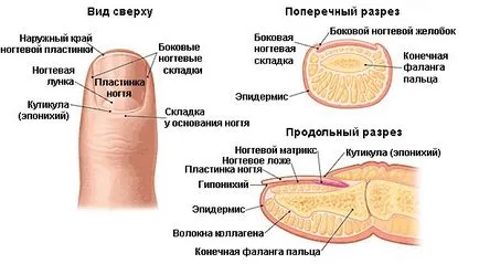 Как бързо растат ноктите си у дома бани и други начини