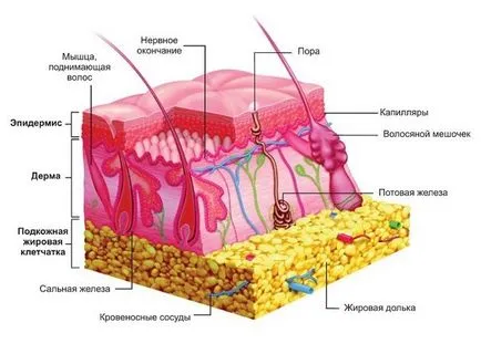 Колко бързо освежена кожа - структурата и функцията на кожата, блог Алена Кравченко (колко бързо кожата е освежена) Колко бързо освежена кожа - структурата и функцията на кожата, блог Алена Кравченко