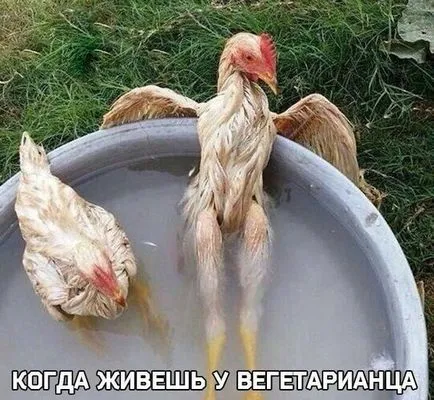 Какво КОНТРОЛ петел годни за Честита Нова Година